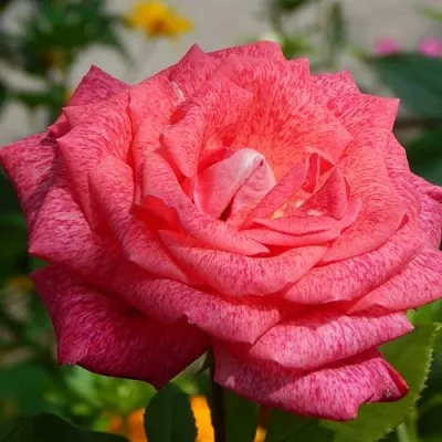 Саженцы роз ПЬЕР КАРДЕН чайно-гибридная  Саженцы роз ПЬЕР КАРДЕН чайно-гибридная в Калининграде