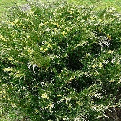 Можжевельник АНДОРА ВАРИЕГАТА горизонтальный  Можжевельник АНДОРА ВАРИЕГАТА горизонтальный в Калининграде