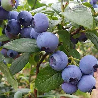 Голубика ХАРРИСОН  Голубика ХАРРИСОН в Калининграде