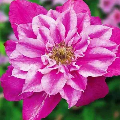 Клематис МАЙ ДАРЛИНГ   Клематис МАЙ ДАРЛИНГ  в Калининграде