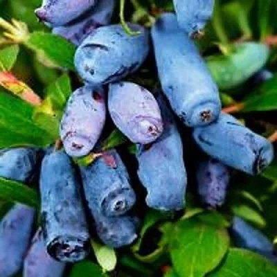 Жимолость съедобная ВОЛХОВА в Калининграде