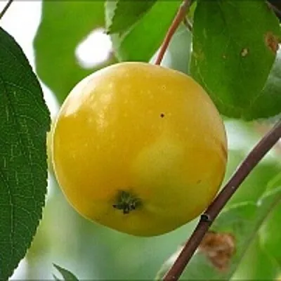 Яблоня КИТАЙКА ЖЁЛТАЯ колонновидная  Яблоня КИТАЙКА ЖЁЛТАЯ колонновидная в Калининграде