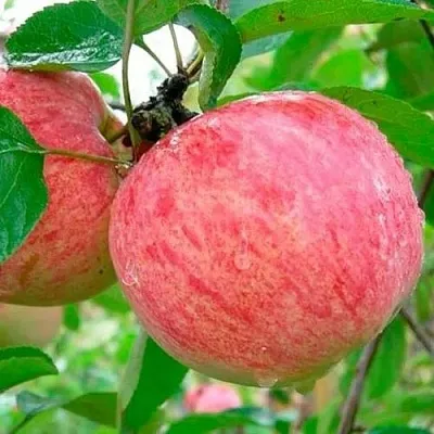 Яблоня КОРИЧНОЕ ПОЛОСАТОЕ  Яблоня КОРИЧНОЕ ПОЛОСАТОЕ в Калининграде
