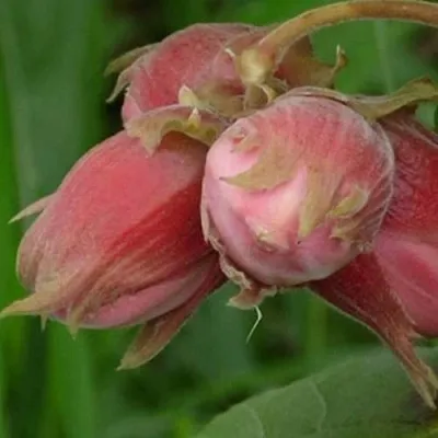 Фундук АКАДЕМИК ЯБЛОКОВ  Фундук АКАДЕМИК ЯБЛОКОВ в Калининграде