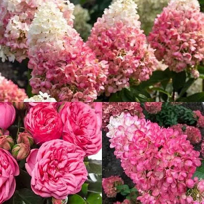 Комплект МАЛИНОВЫЙ ДЕСЕРТ в Калининграде