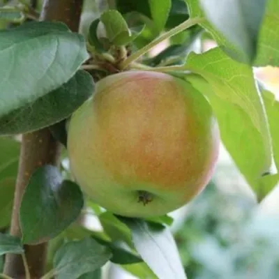 Яблоня ПОДСНЕЖНИК стелющаяся — описание сорта Яблоня ПОДСНЕЖНИК стелющаяся в Калининграде