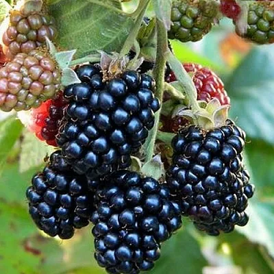 Ежевика ОУАЧИТА бесшипная в Калининграде