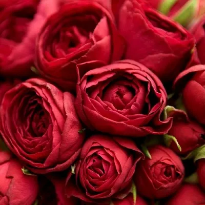 Саженцы роз РЕД ЛЕЙС спрей  Саженцы роз РЕД ЛЕЙС спрей в Калининграде