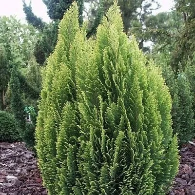 Кипарисовик ЭЛВУДИ ЭМПАЙР лавсана  Кипарисовик ЭЛВУДИ ЭМПАЙР лавсана в Калининграде