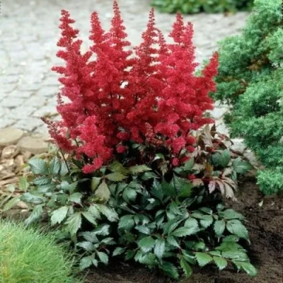 Астильба МОНТГОМЕРИ японская в Калининграде