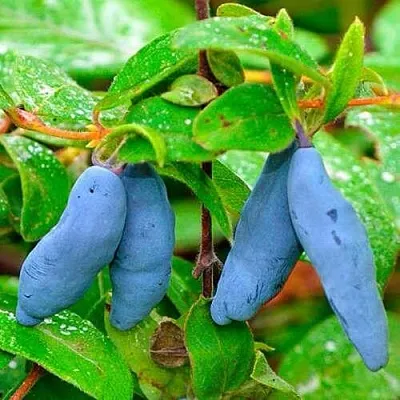 Жимолость съедобная МОРЕНА в Калининграде