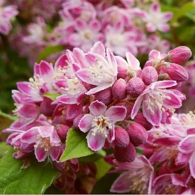 Дейция СТРОБЕРРИ ФИЛДС   Дейция СТРОБЕРРИ ФИЛДС  в Калининграде