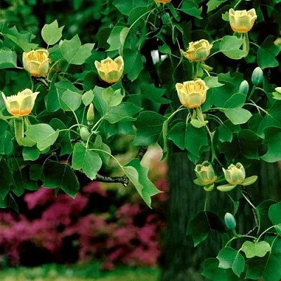 Лириодендрон  в Калининграде