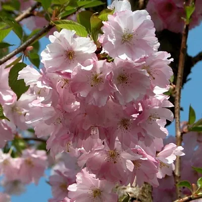 Вишня АККОЛЕЙД цветущая в Калининграде