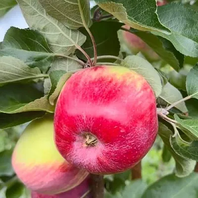 Яблоня АРБАТ колонновидная  Яблоня АРБАТ колонновидная в Калининграде