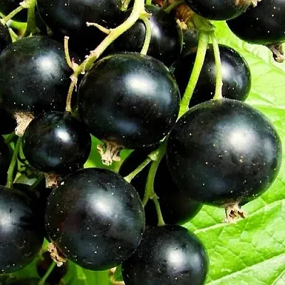 Смородина черная ДАЧНИЦА  Смородина черная ДАЧНИЦА в Калининграде