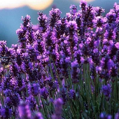 Лаванда  Лаванда в Калининграде