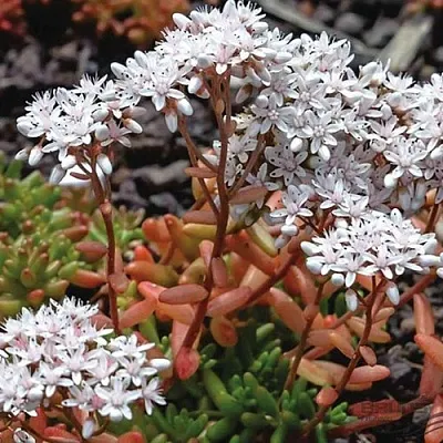 Очиток (седум) КОРАЛ КАРПЕТ белый в Калининграде