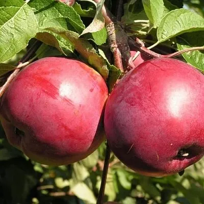 Яблоня ДАРУНАК  Яблоня ДАРУНАК в Калининграде