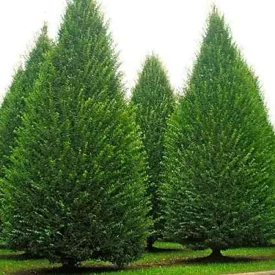 Граб   Граб  в Калининграде