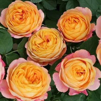 Саженцы роз БЕБИ РОМАНТИКА миниатюрная  Саженцы роз БЕБИ РОМАНТИКА миниатюрная в Калининграде