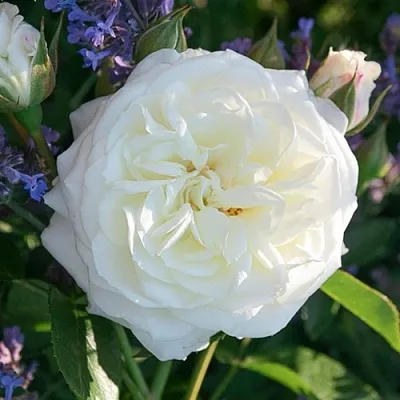 Саженцы роз АЛАБАСТЕР флорибунда  Саженцы роз АЛАБАСТЕР флорибунда в Калининграде