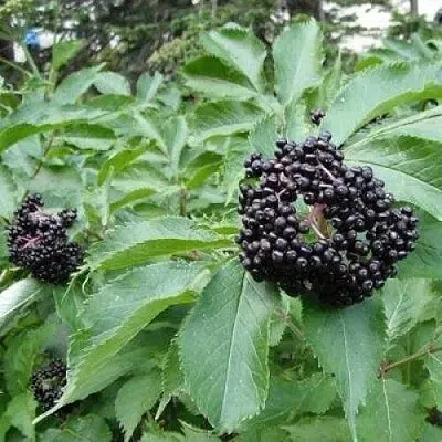 Бузина черная КЛАДЗЕЗЬ  Бузина черная КЛАДЗЕЗЬ в Калининграде