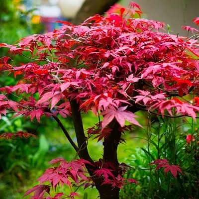 Клен дланевидный АТРОПУРПУРЕУМ  Клен дланевидный АТРОПУРПУРЕУМ в Калининграде