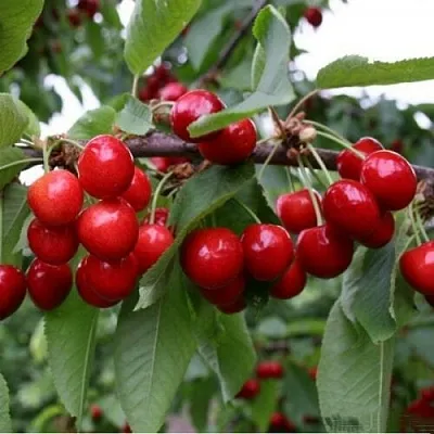 Черешня ДОНЕЦКАЯ КРАСАВИЦА в Калининграде