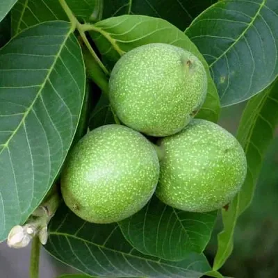 Грецкий орех ЮРИЙ ГАГАРИН  Грецкий орех ЮРИЙ ГАГАРИН в Калининграде