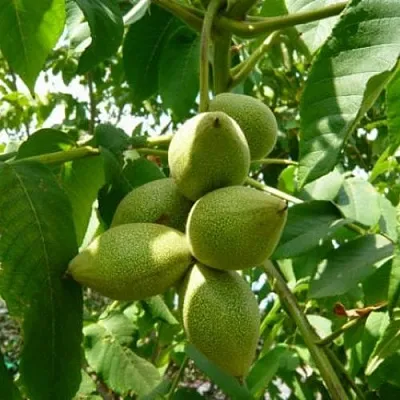 Маньчжурский орех   Маньчжурский орех  в Калининграде