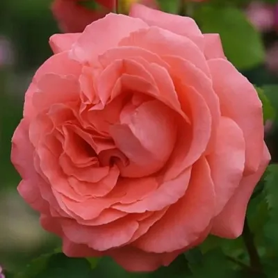 Саженцы роз ДИДИ БРИДЖУОТЕР плетистая  Саженцы роз ДИДИ БРИДЖУОТЕР плетистая в Калининграде