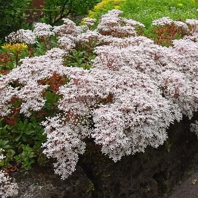 Очиток (седум) МУРАЛЕ белый в Калининграде