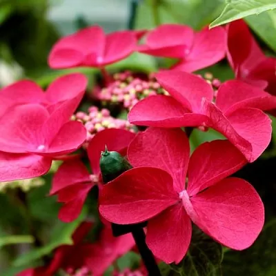 Гортензия РОТШВАНЦ крупнолистная  Гортензия РОТШВАНЦ крупнолистная в Калининграде