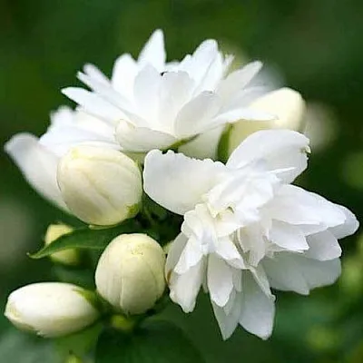 Жасмин ШНЕЕШТРУМ  Жасмин ШНЕЕШТРУМ в Калининграде