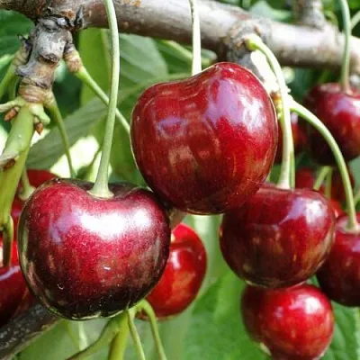 Черешня САШЕНЬКА в Калининграде