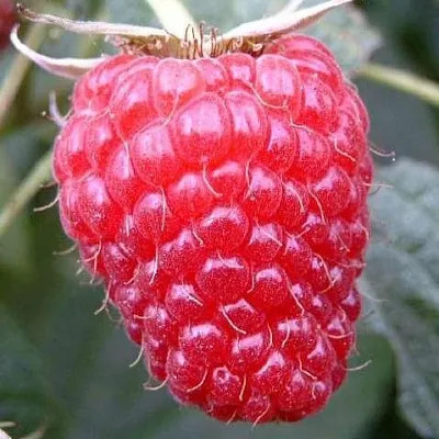 Ремонтантная  Ремонтантная в Калининграде