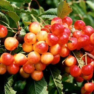 Черешня БЮТТНЕРА КРАСНАЯ в Калининграде