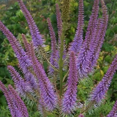 Вероникаструм ФАСЦИНЕЙШН в Калининграде