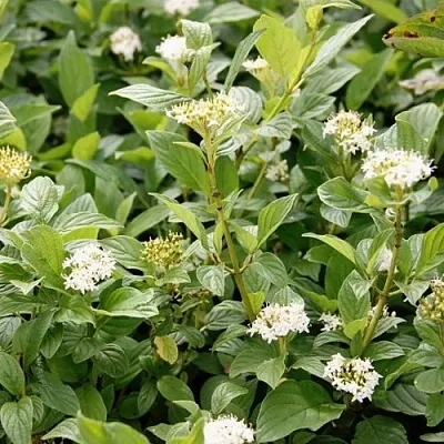 Дерен ФЛАВИРАМЕА отпрысковый   Дерен ФЛАВИРАМЕА отпрысковый  в Калининграде