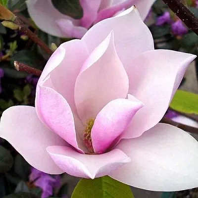 Магнолия АЛЕКСАНДРИНА   Магнолия АЛЕКСАНДРИНА  в Калининграде