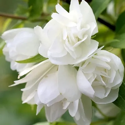 Жасмин МАНТО Д’ЭРМИН  Жасмин МАНТО Д’ЭРМИН в Калининграде