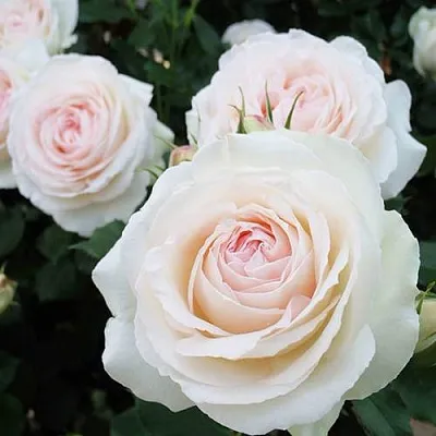 Саженцы роз ПАЛЕ РОЯЛЬ плетистая  Саженцы роз ПАЛЕ РОЯЛЬ плетистая в Калининграде