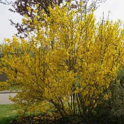 Форзиция КАМСОН промежуточная  Форзиция КАМСОН промежуточная в Калининграде