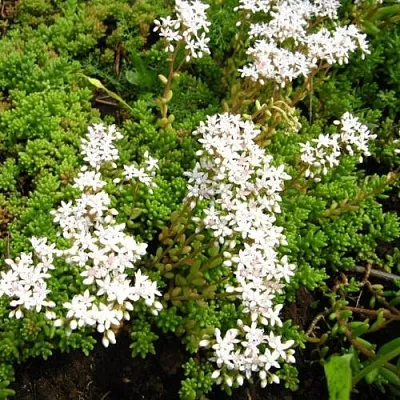 Очиток (седум) ХЛОРОТИКУМ белый в Калининграде