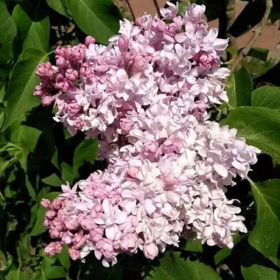 Сирень МИЛОСЕРДИЕ  Сирень МИЛОСЕРДИЕ в Калининграде