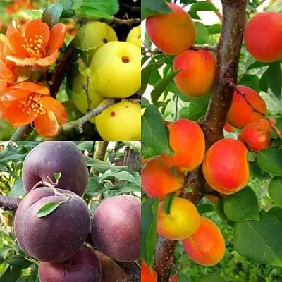 Комплект САД ДЛЯ ГУРМАНА в Калининграде