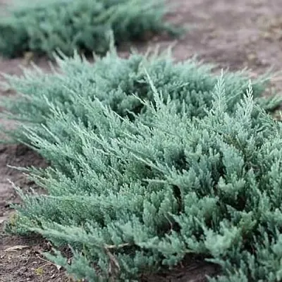 Можжевельник БЛЮ ЧИП горизонтальный в Калининграде