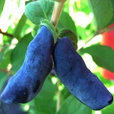 Жимолость съедобная БАКЧАРСКИЙ ВЕЛИКАН в Калининграде