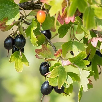 Смородина золотистая БЛЭЙКСТ в Калининграде